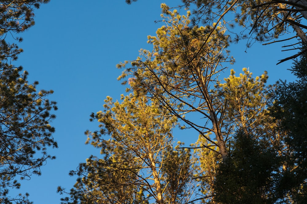 a view of the tops of trees from below