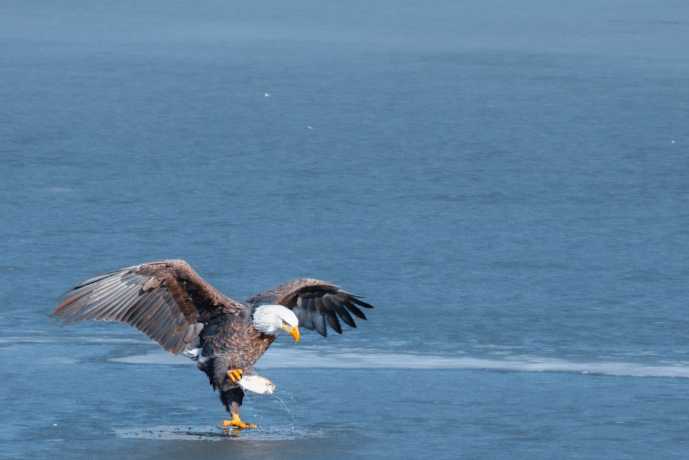 a bald eagle landing on a frozen lake