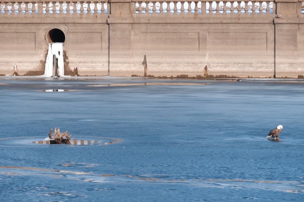 a couple of birds standing on top of a frozen lake