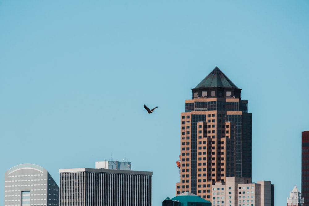 a bird flying over a city with tall buildings