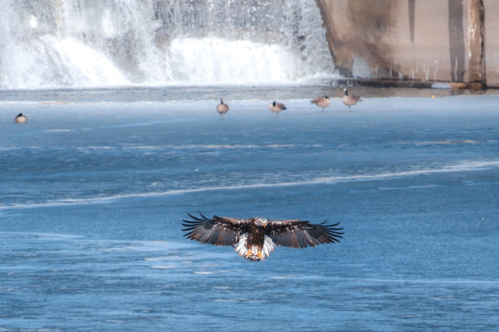 a large bird flying over a body of water