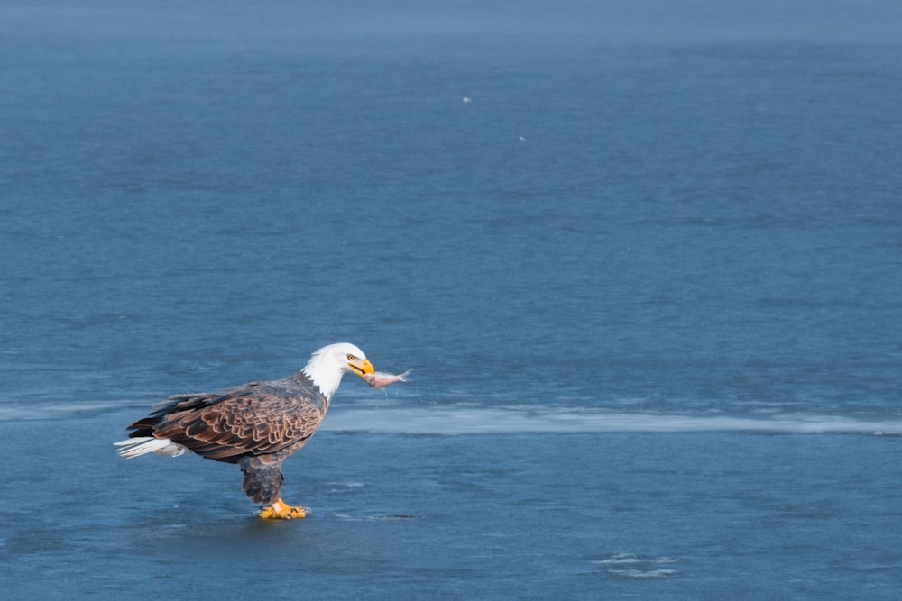 a bald eagle standing on a frozen lake