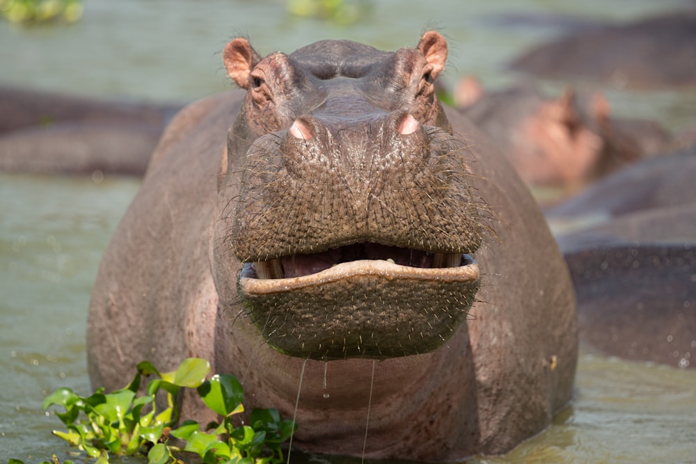 Un ippopotamo nell'acqua con la bocca aperta