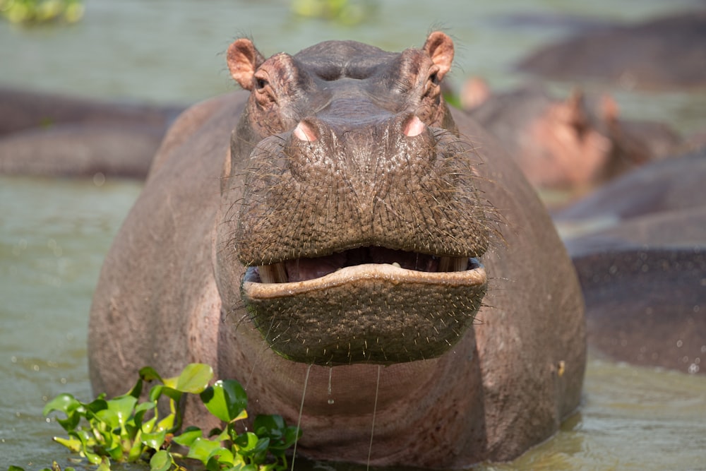a hippopotamus in the water with its mouth open