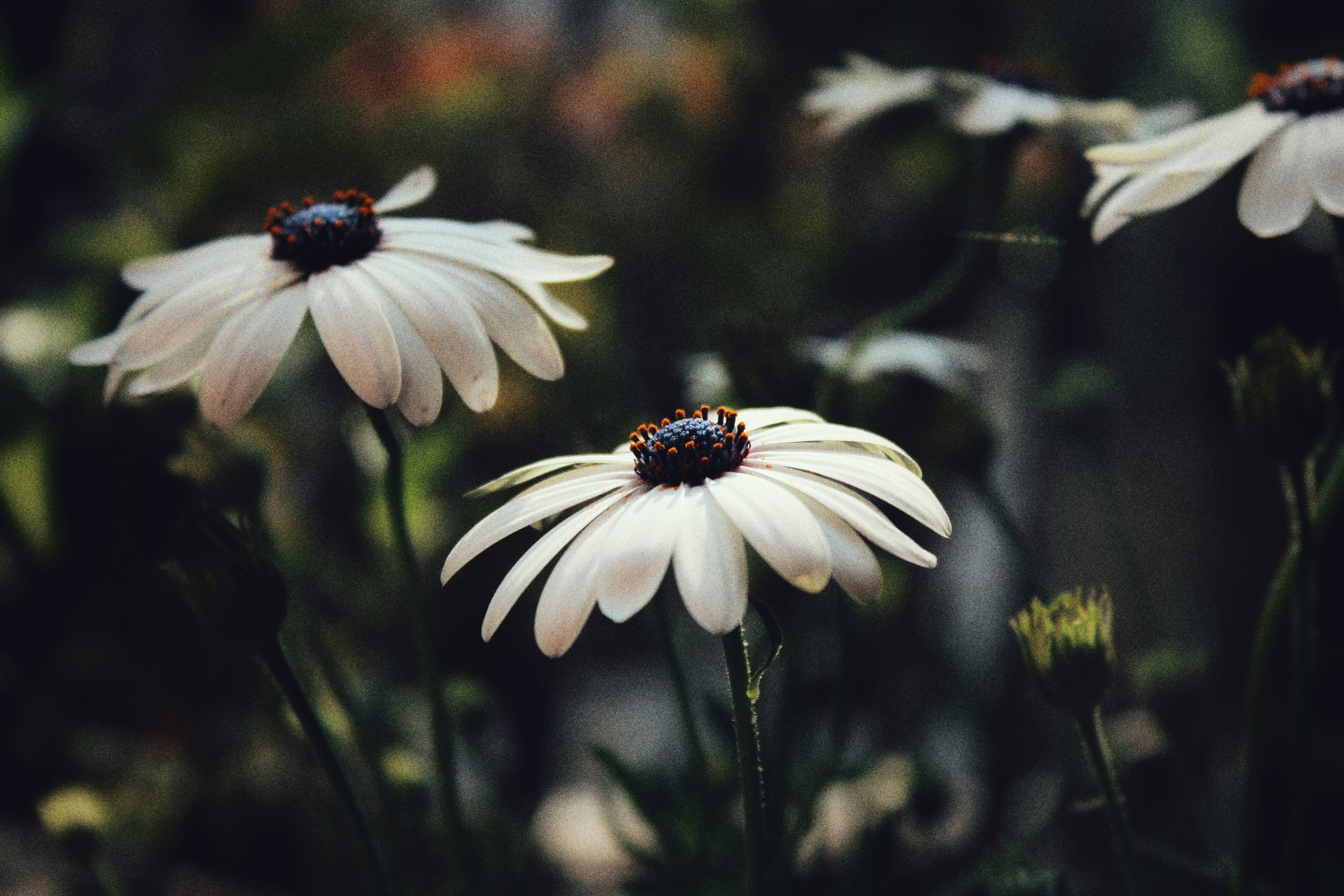 Photo by kshitiznarula