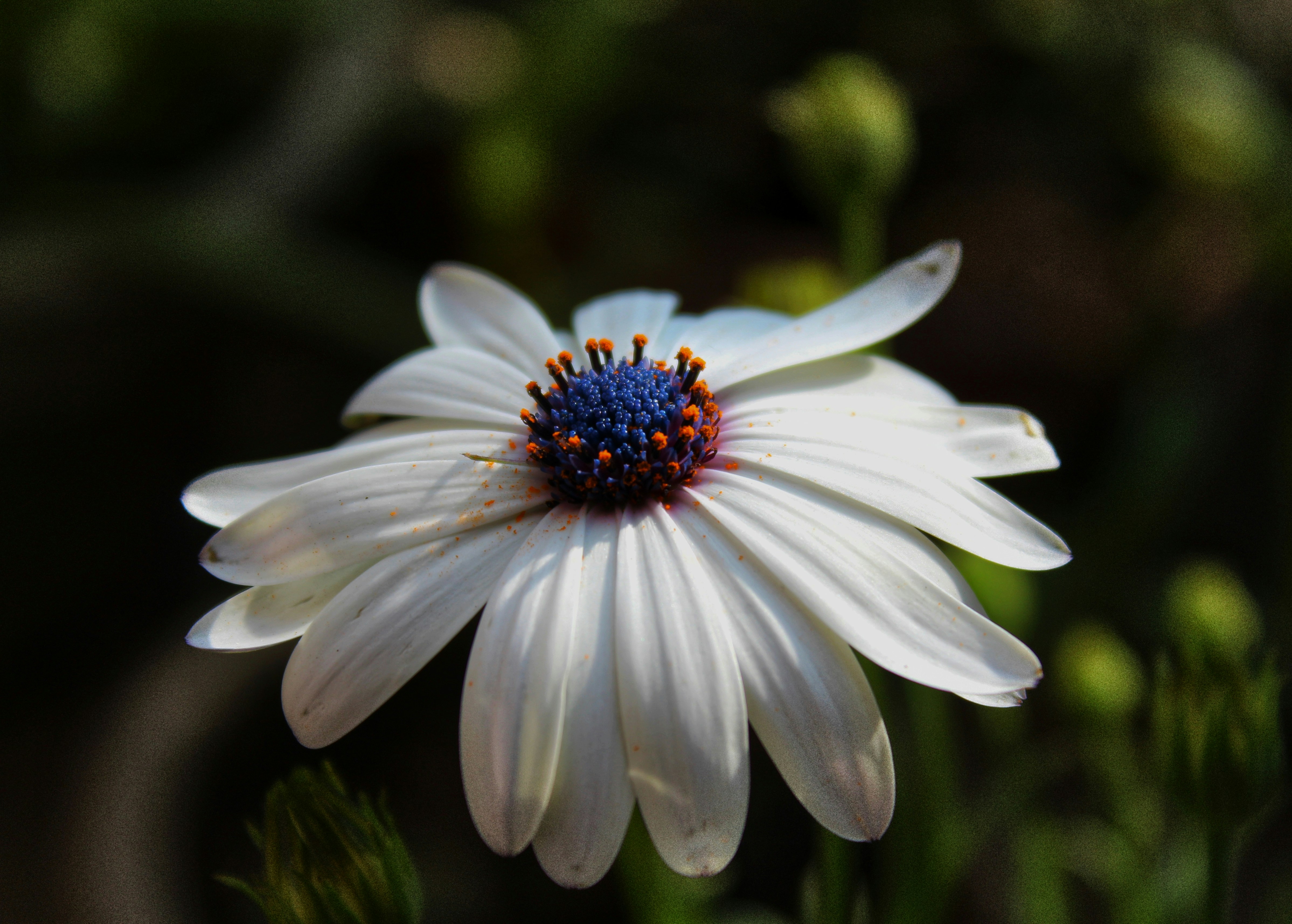 Photo by kshitiznarula