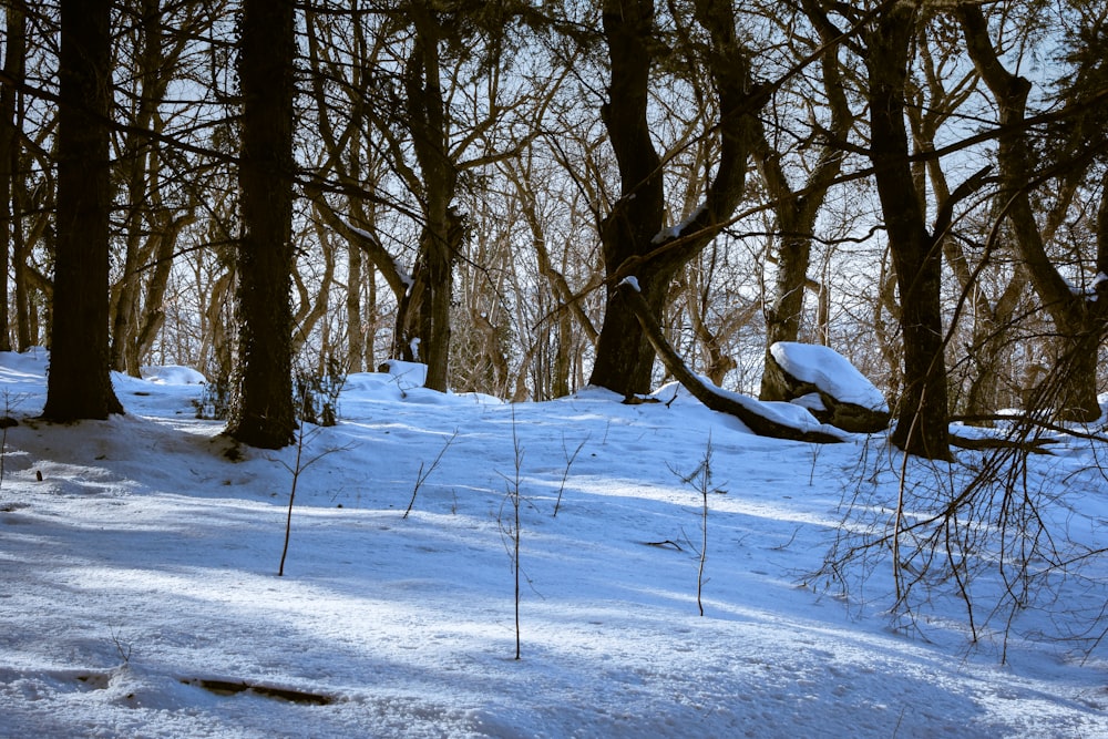 uma floresta coberta de neve com muitas árvores