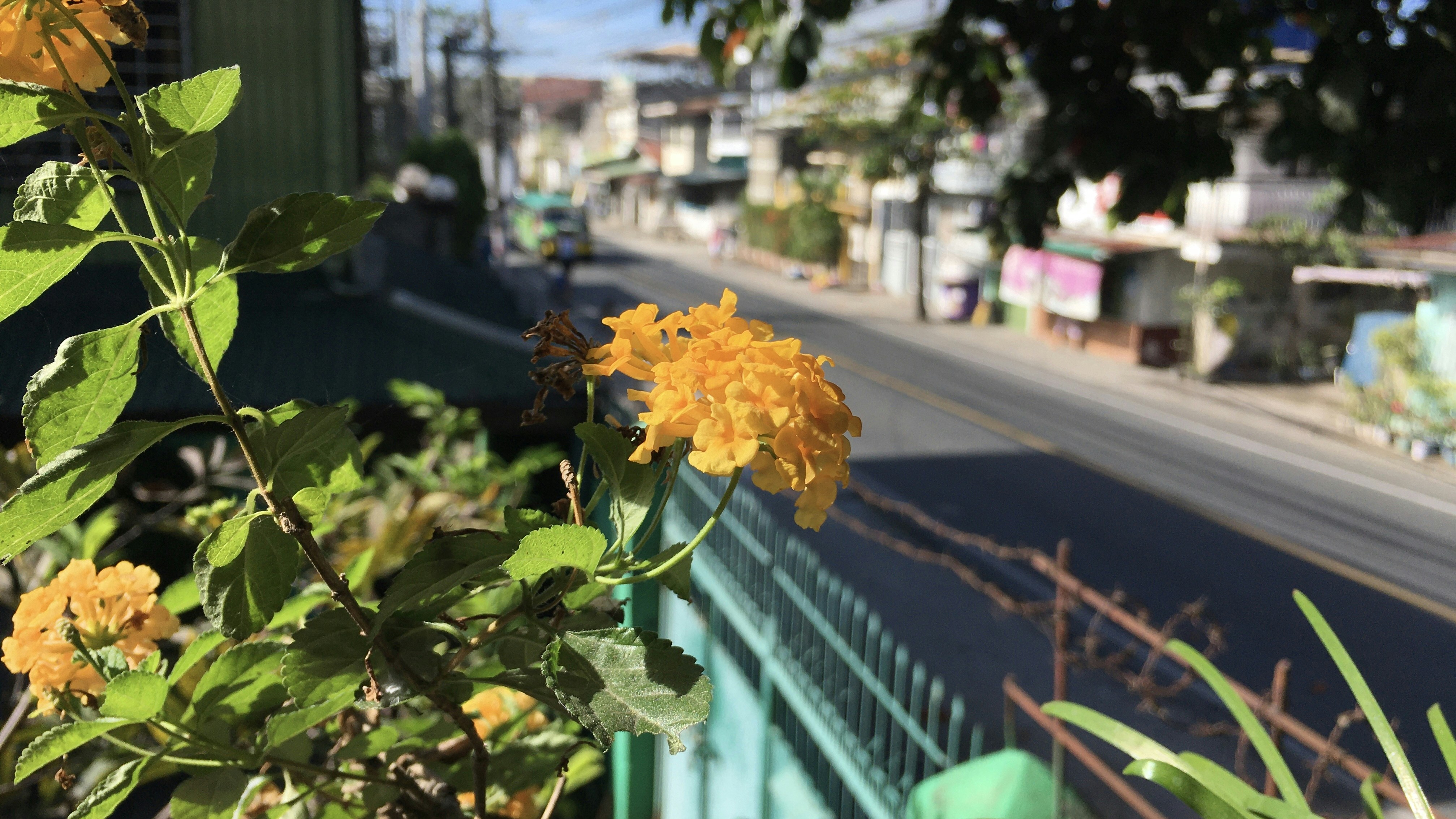 Une fleur jaune fleurit à côté d’une clôture verte