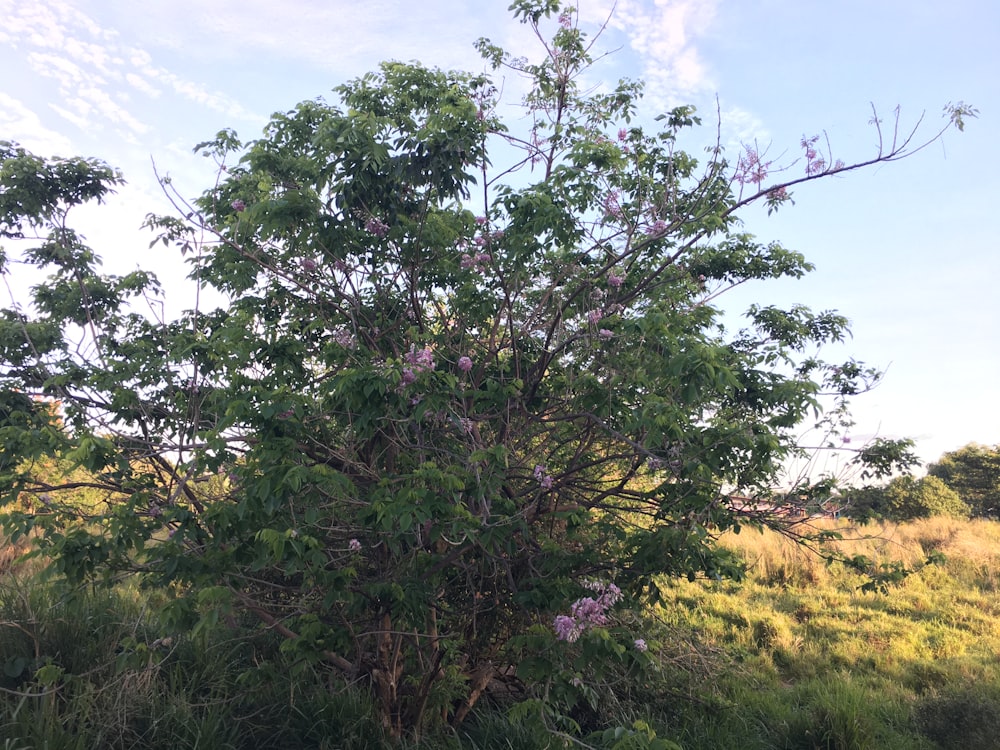 a tree with purple flowers in a grassy field
