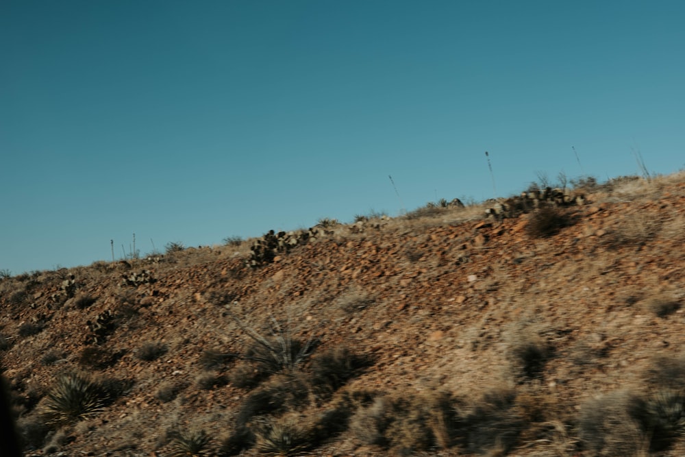 a cow standing on top of a dry grass covered hillside