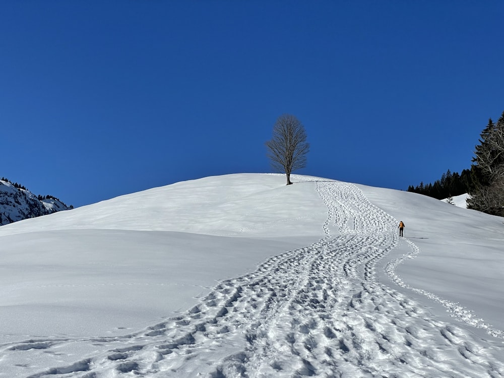 a lone tree on a snowy hill with tracks in the snow