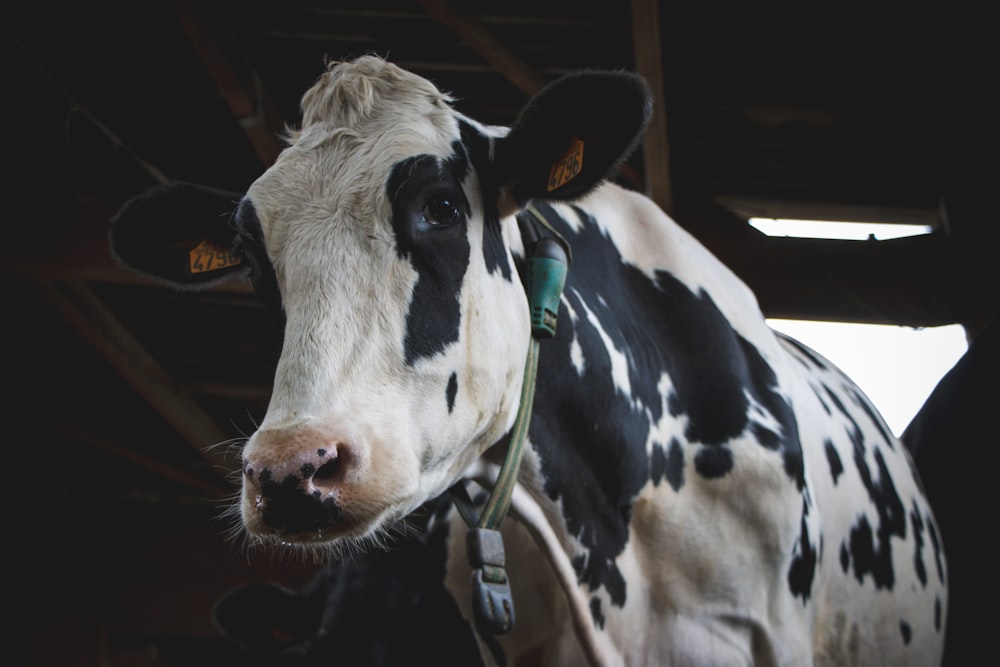 a black and white cow standing in a barn