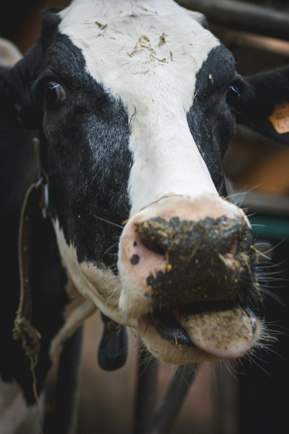 a close up of a cow's face and nose