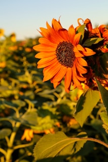 A vibrant sunrise over a field of sunflowers symbolizing new beginnings and strength.