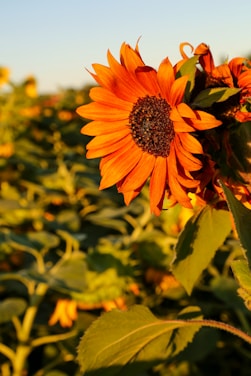 A bright, animated illustration of a glowing sun rising over fresh fruits and leafy greens.