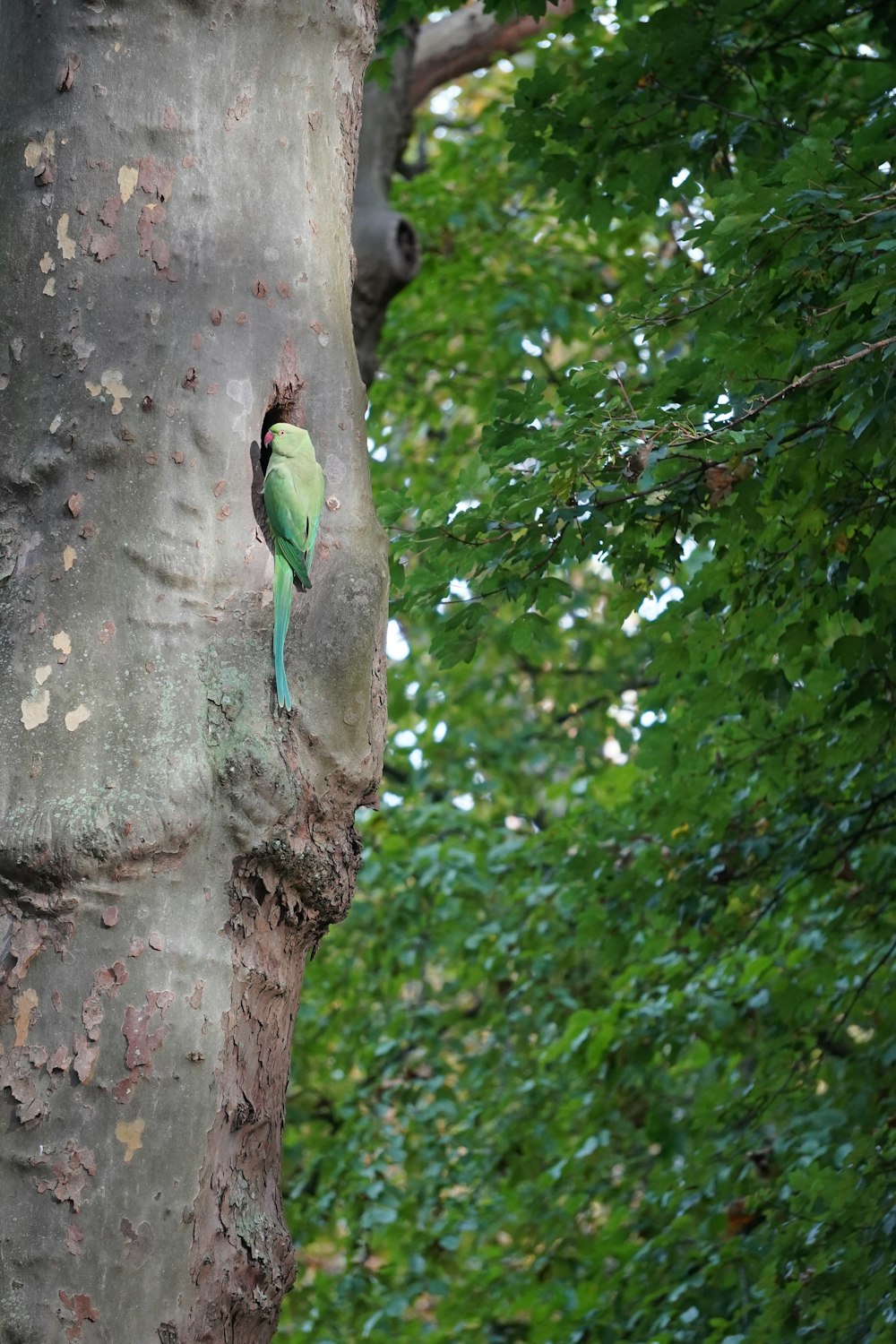 Un piccolo uccello verde appollaiato sul lato di un albero