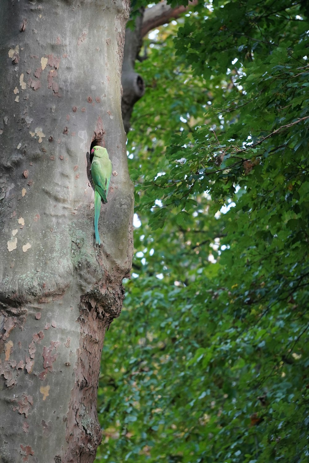 a small green bird perched on the side of a tree