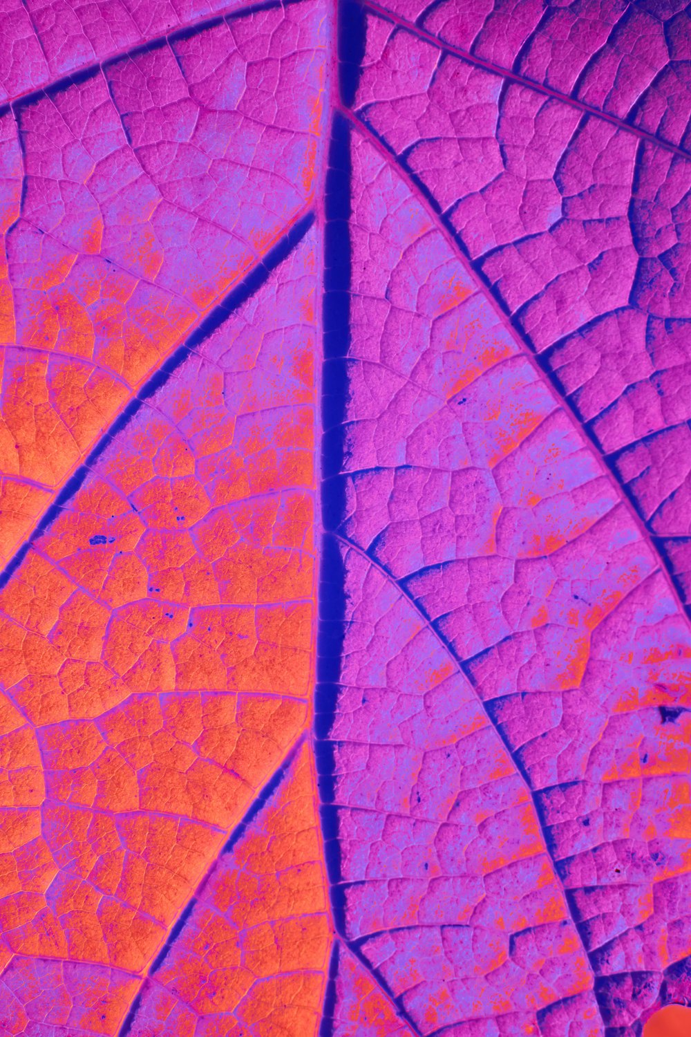 a close up of a purple and orange leaf