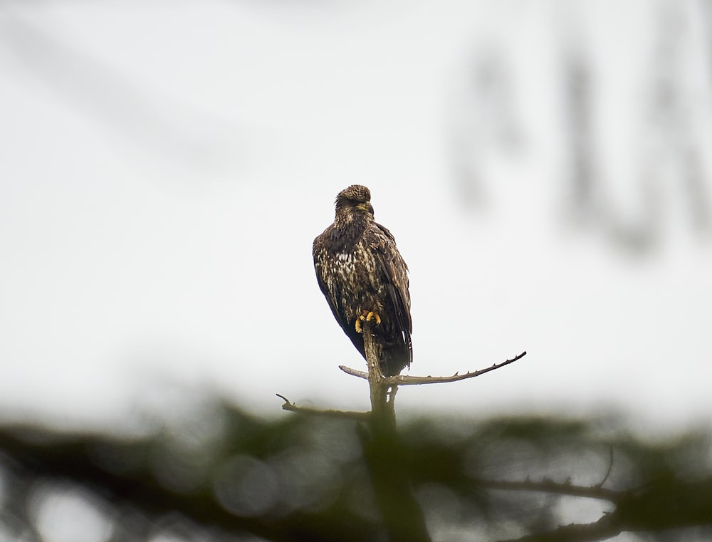 a bird sitting on top of a tree branch