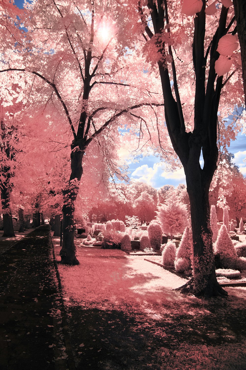 a park filled with lots of trees covered in pink flowers