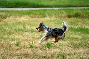 A playful border collie chasing a ball in a green open field near Paonia.