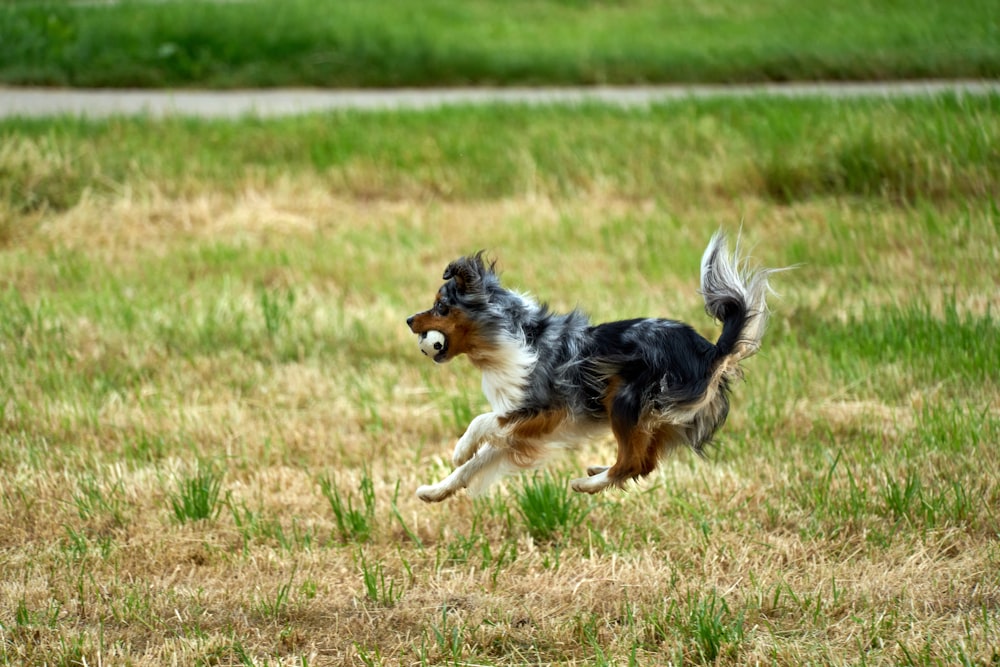 a dog running in a field with a frisbee