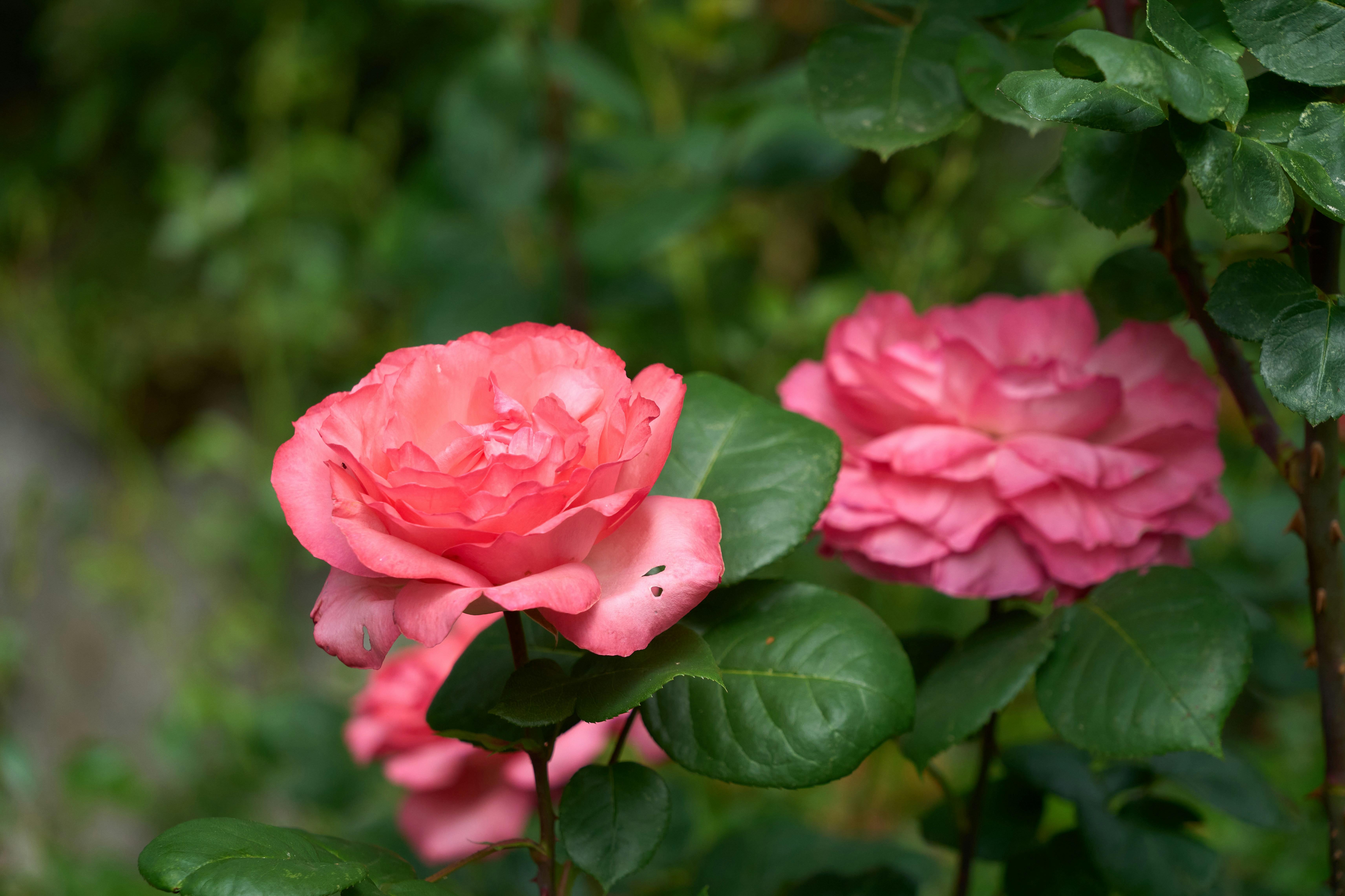 Photo by wolfgang_hasselmann