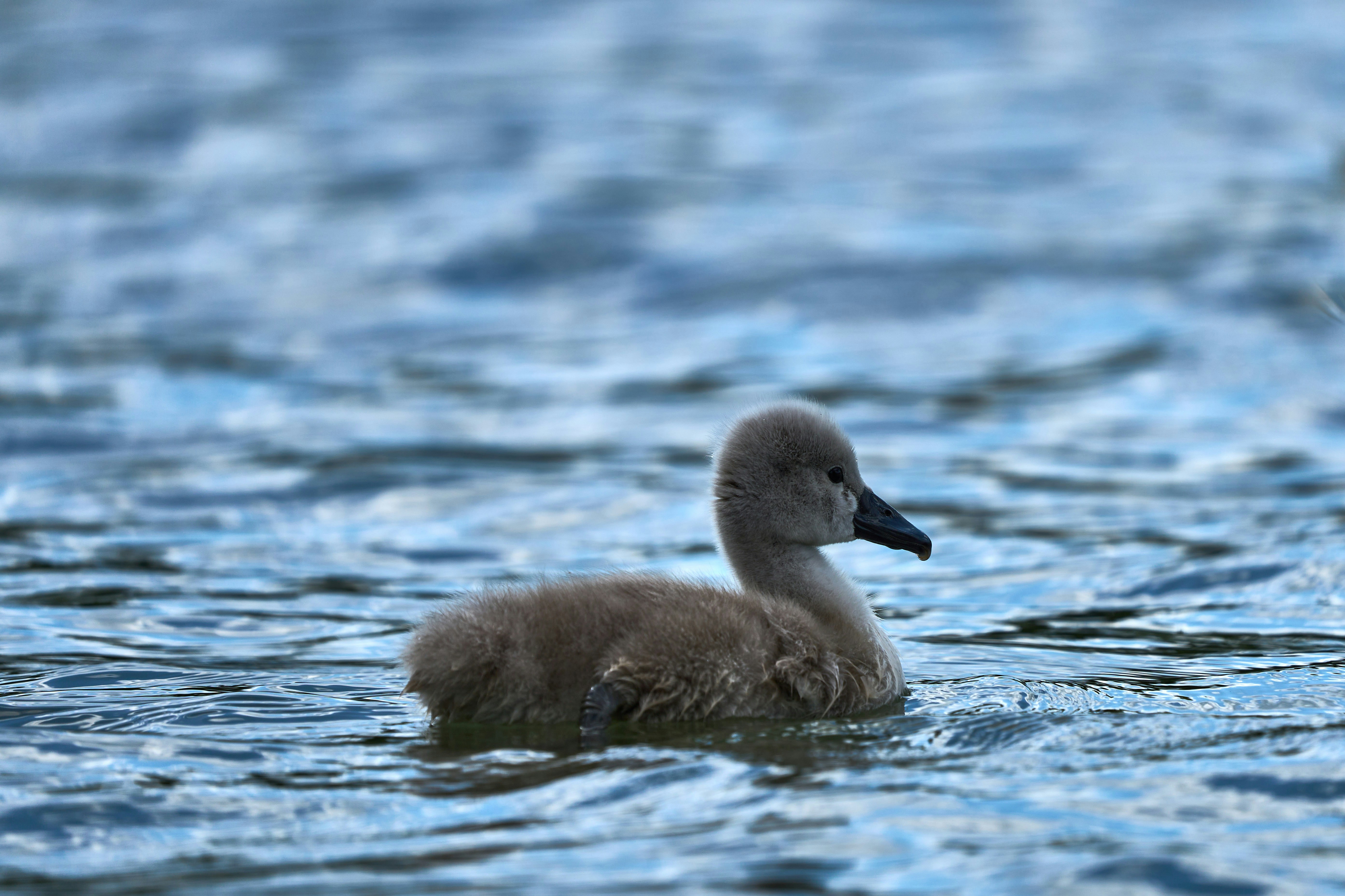 Photo by wolfgang_hasselmann