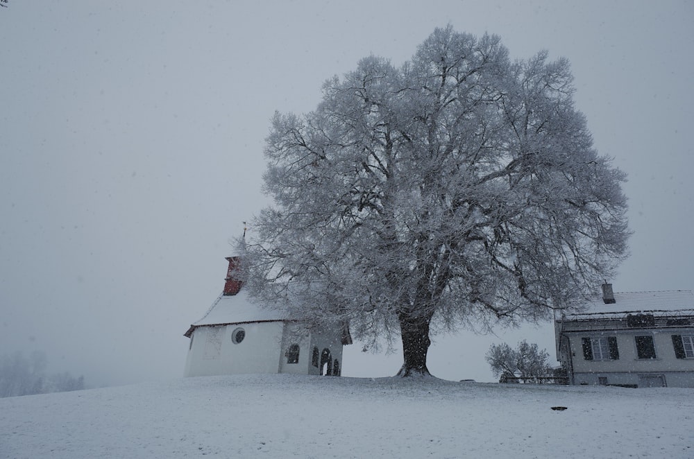 a large tree in the middle of a snowy field