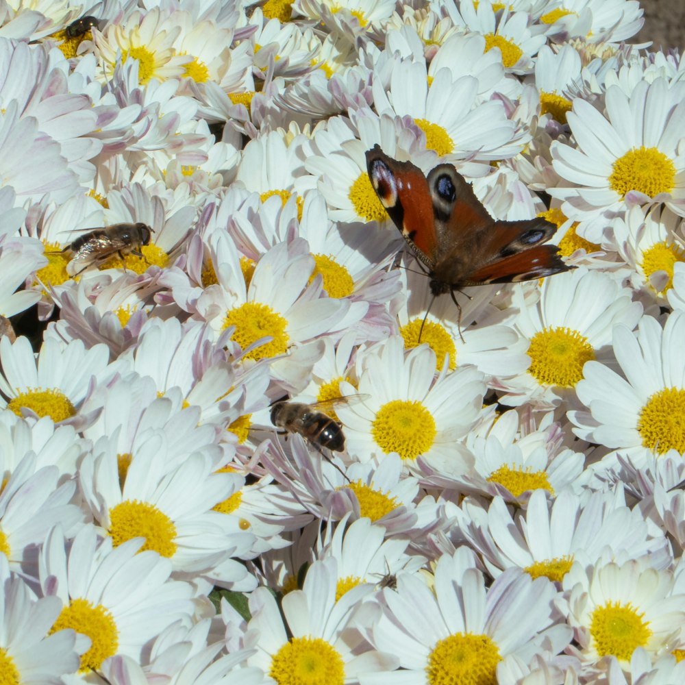 a group of butterflies sitting on top of white and yellow flowers