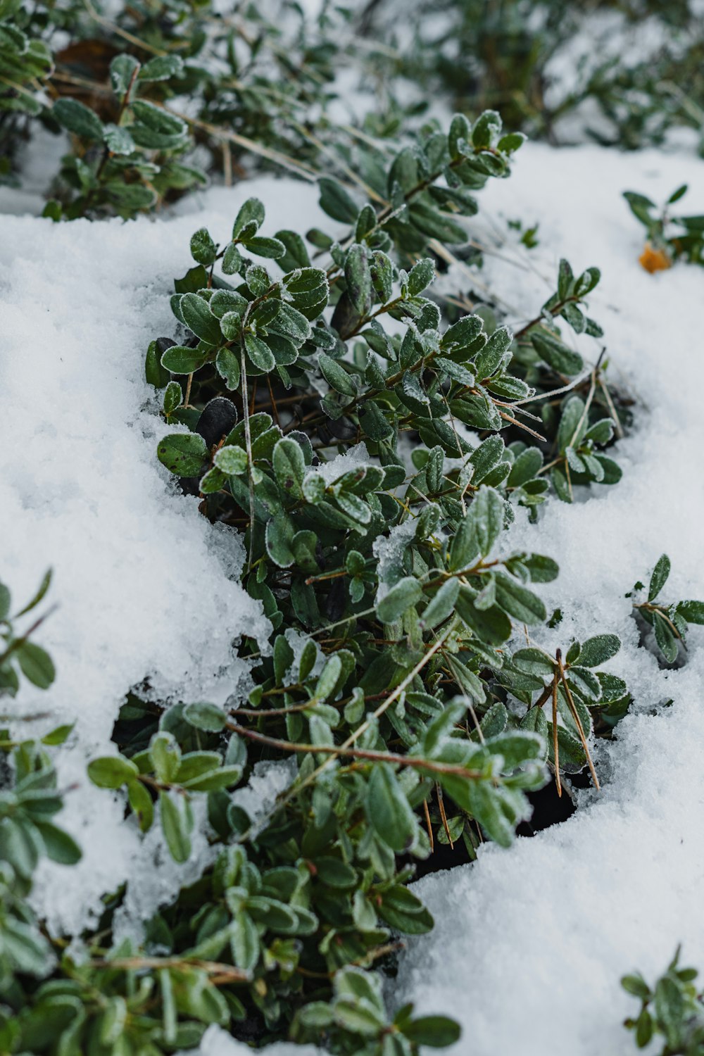 a bush covered in snow next to a bush