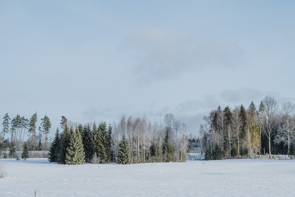 a snow covered field with trees in the background