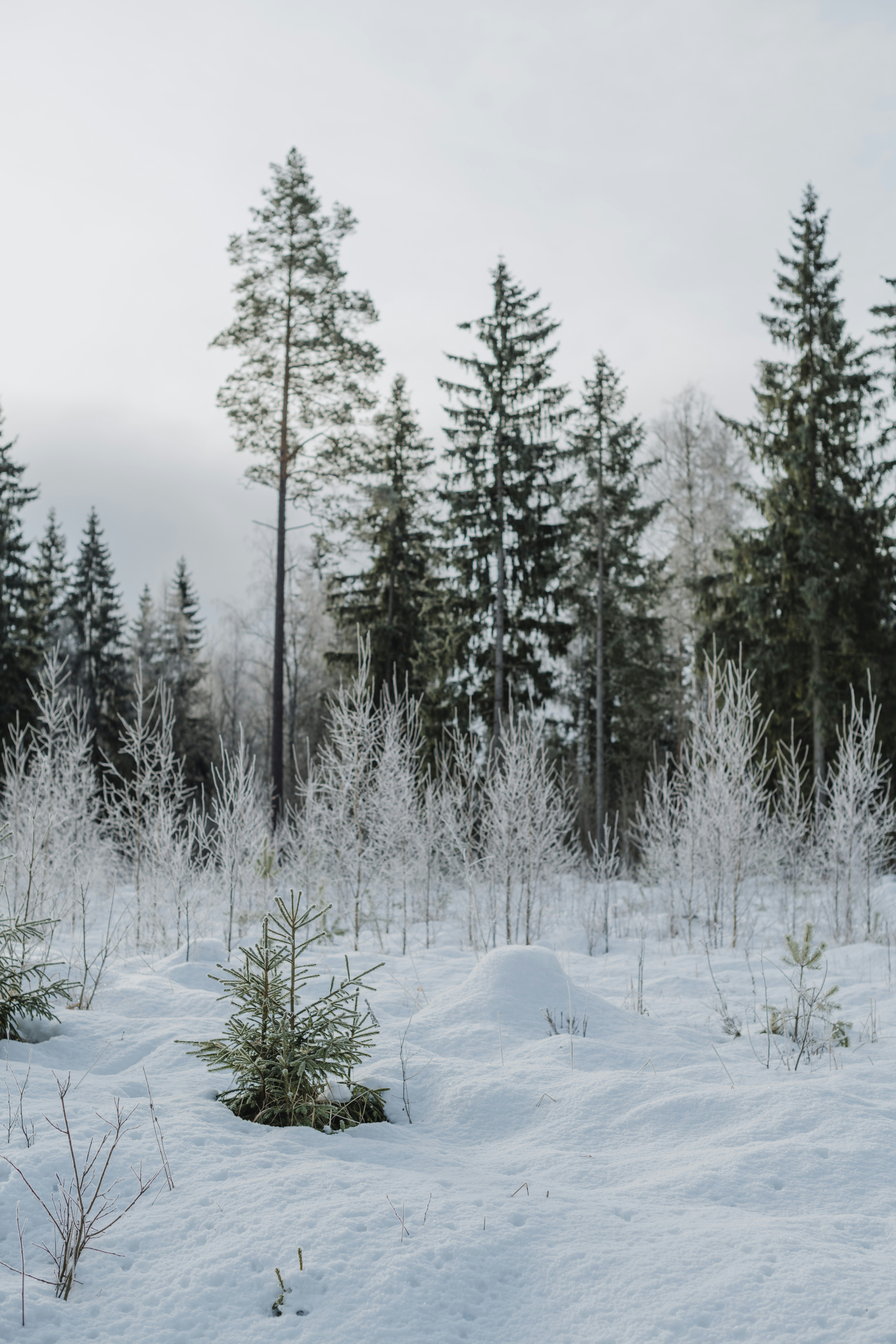 Photo by anitaaustvika