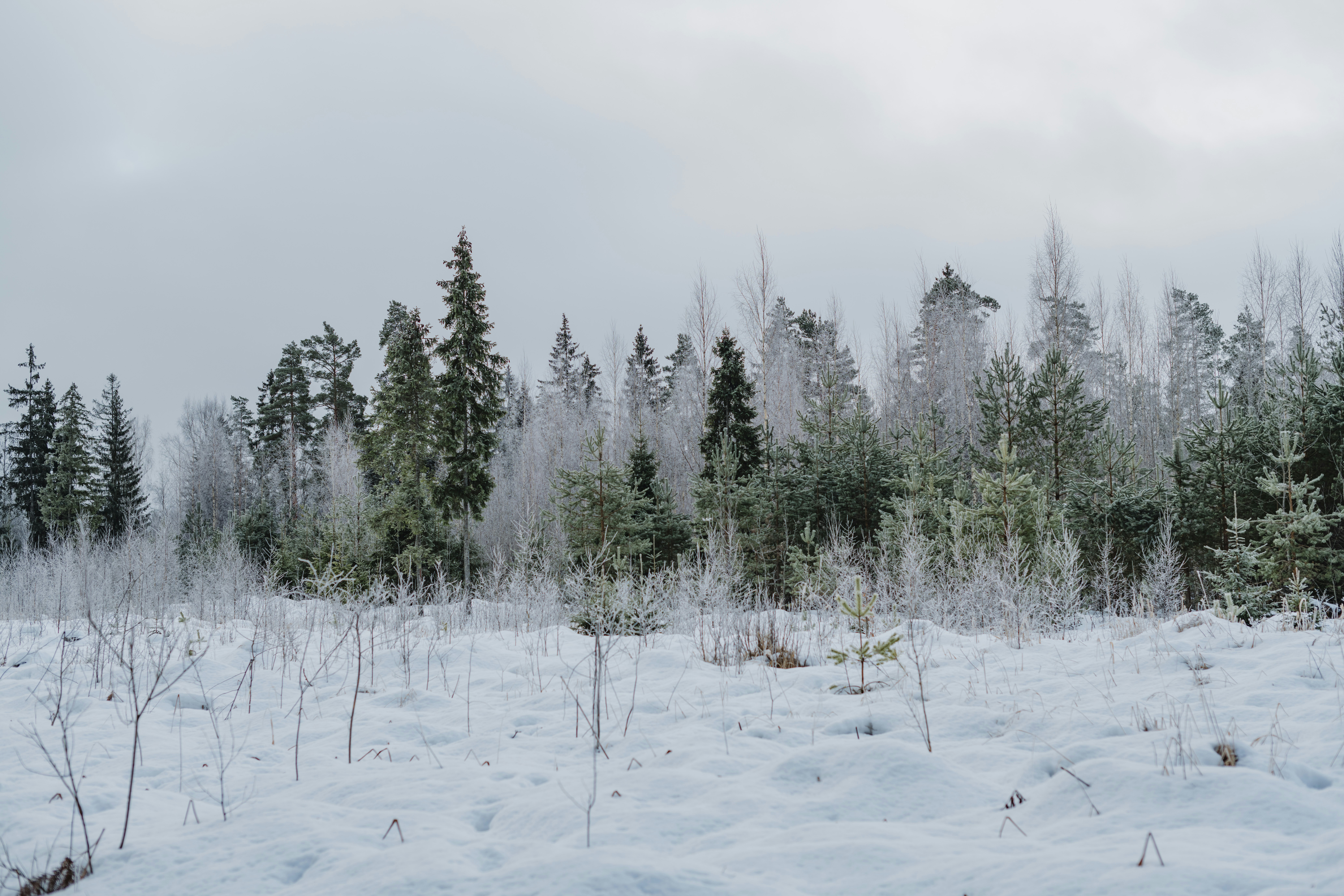 Adapting to Extreme Boreal Conditions (image credits: unsplash)
