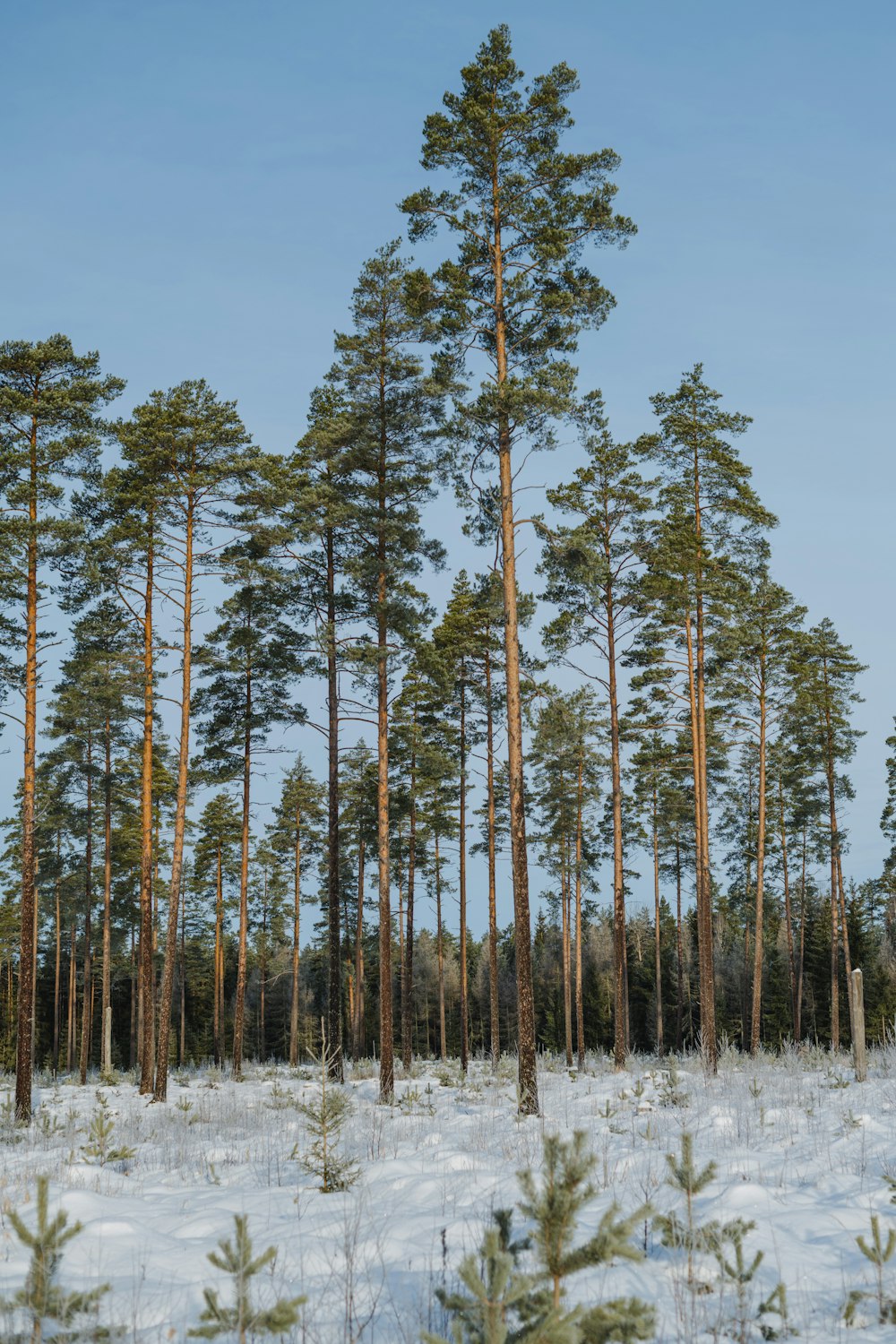 a group of pine trees standing in the snow