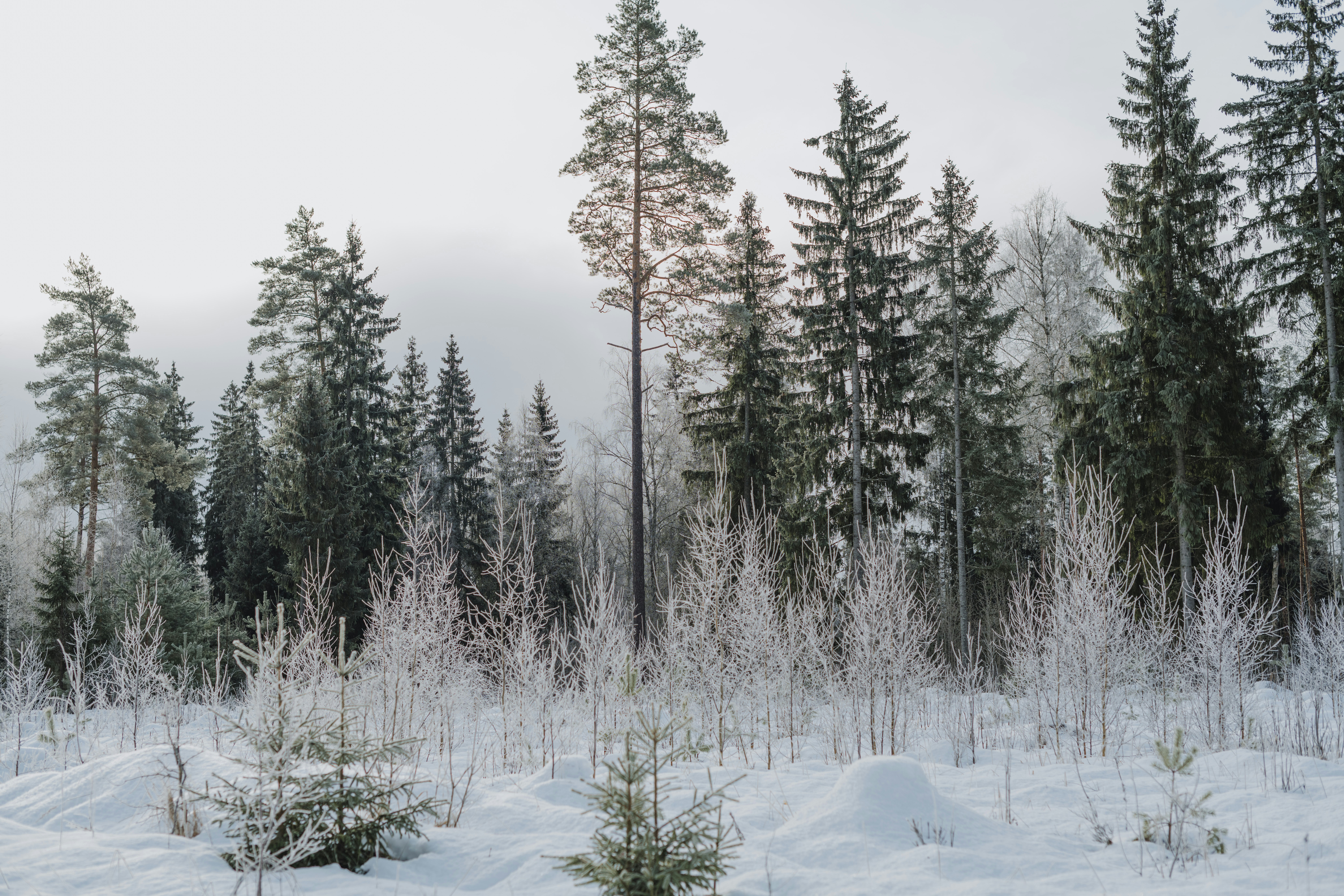 Photo by anitaaustvika