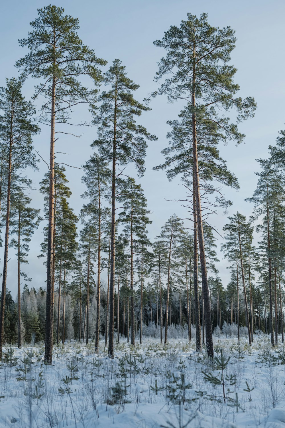 a group of tall pine trees in a snowy forest