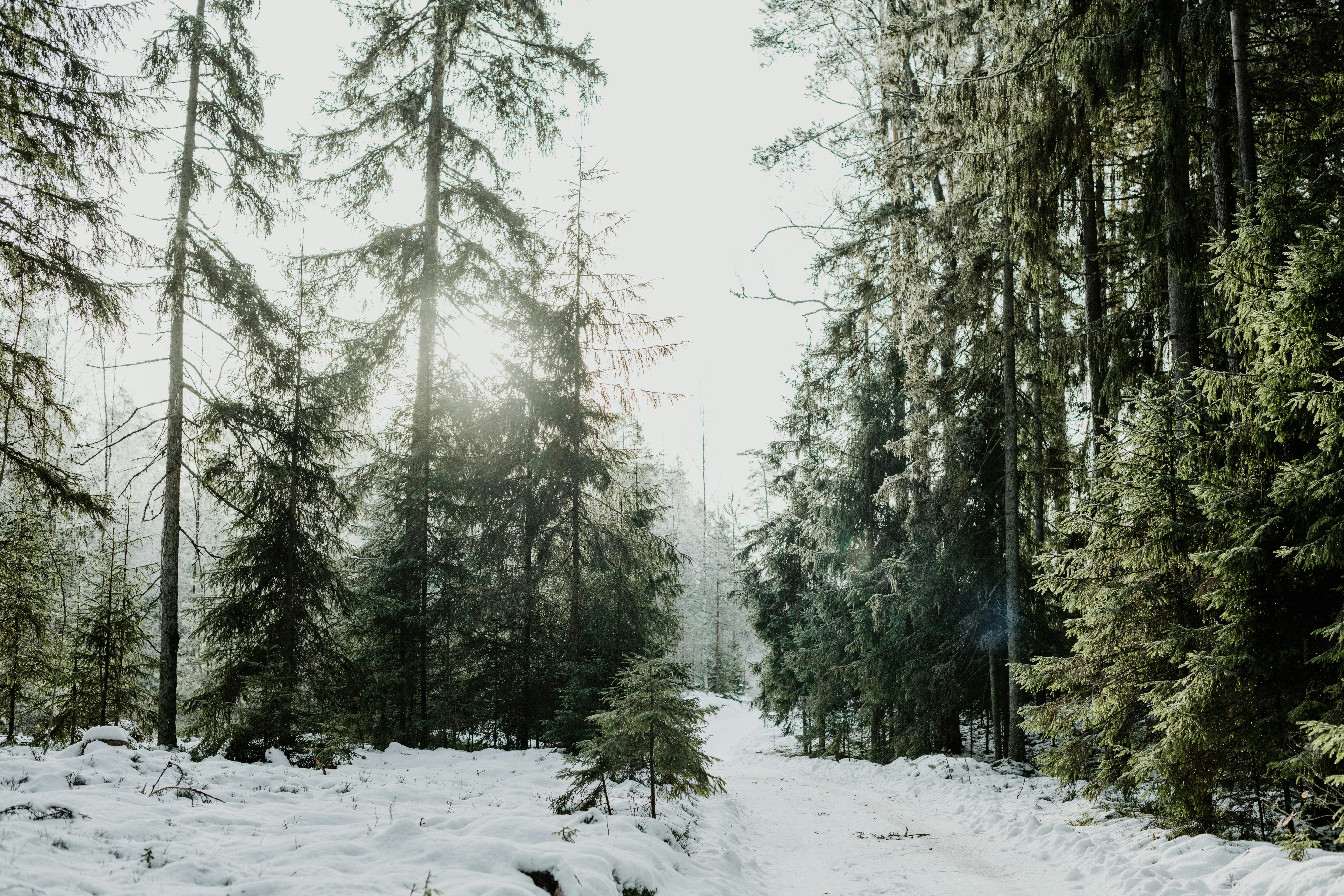 a snow covered path in the middle of a forest
