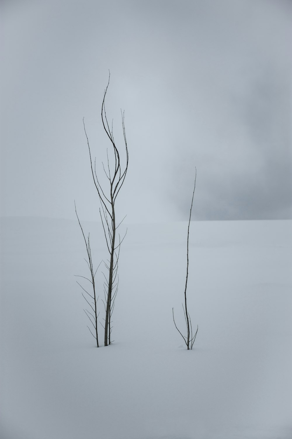 a couple of dead trees standing in the snow