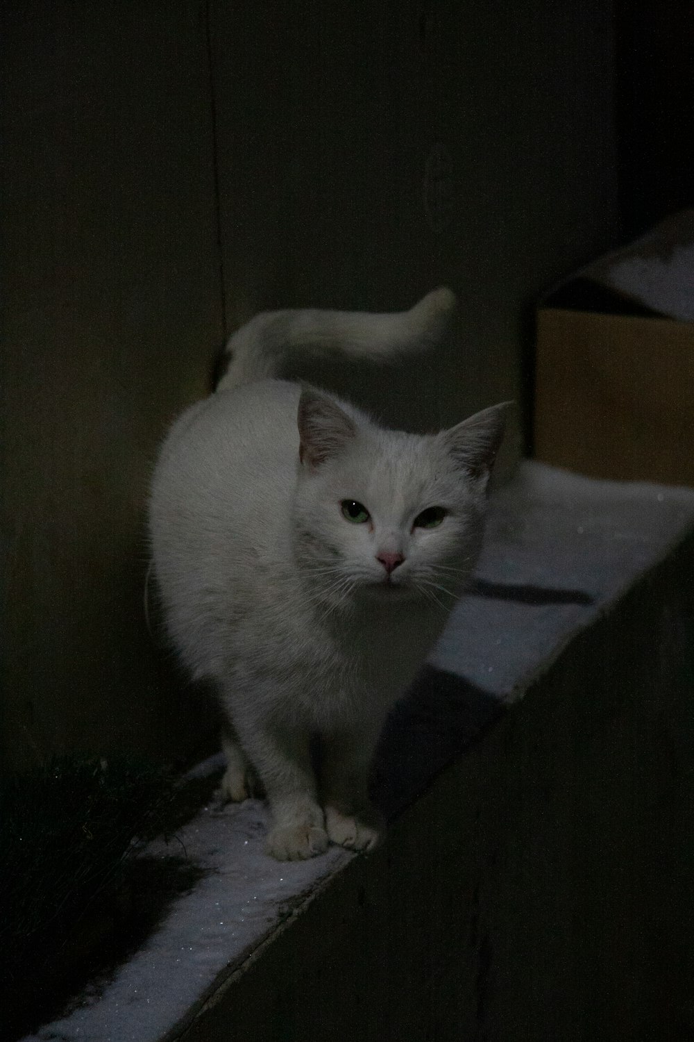 a white cat standing on a ledge in the dark