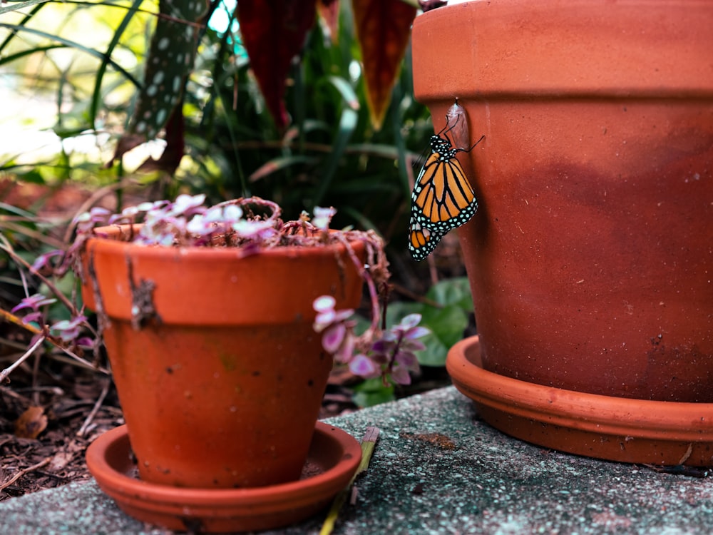 a monarch butterfly resting on a flower pot