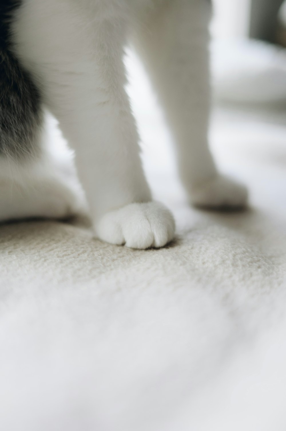 a black and white cat standing on top of a white floor