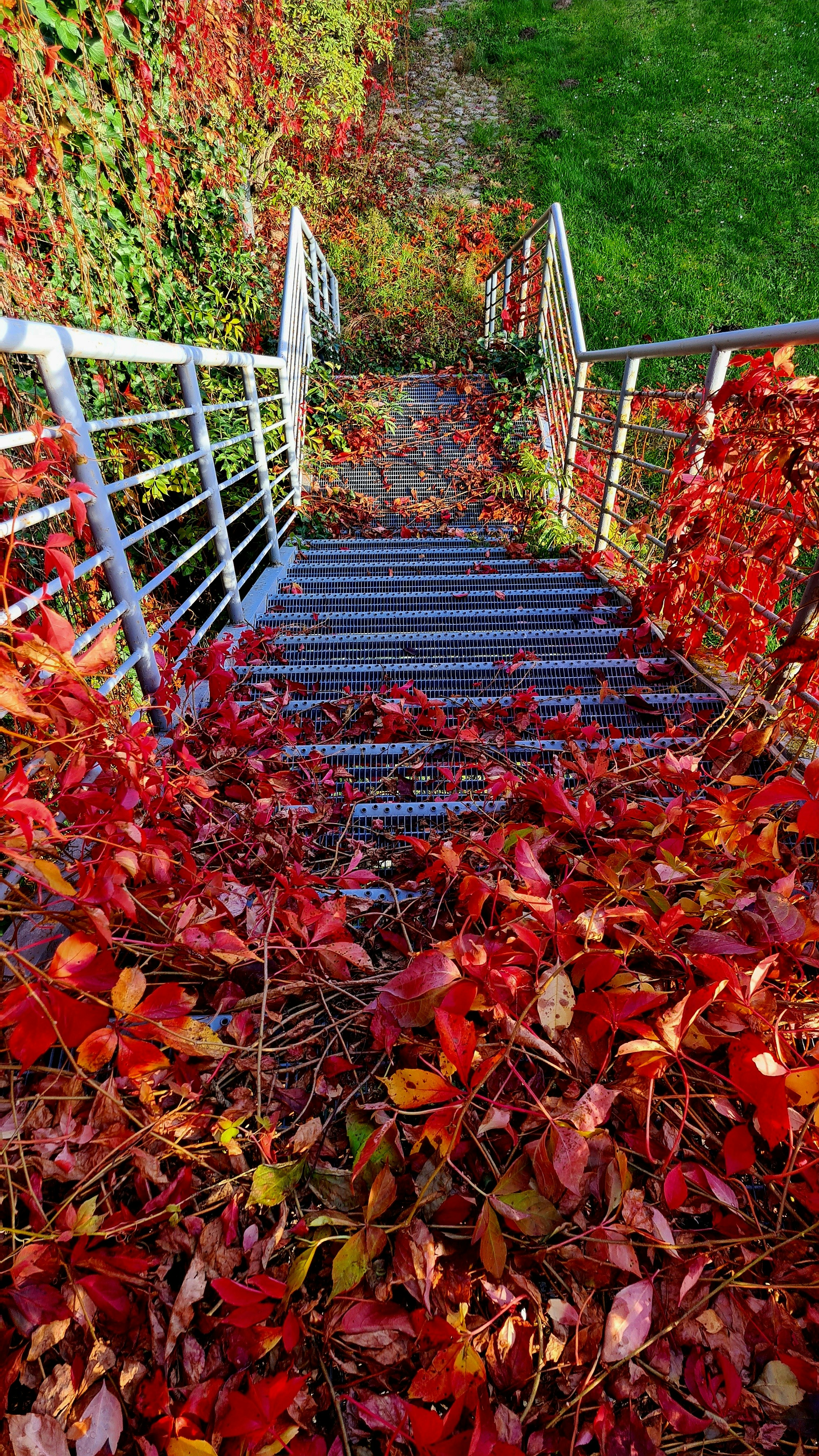 eine Treppe, die im Herbst von roten Blättern umgeben ist