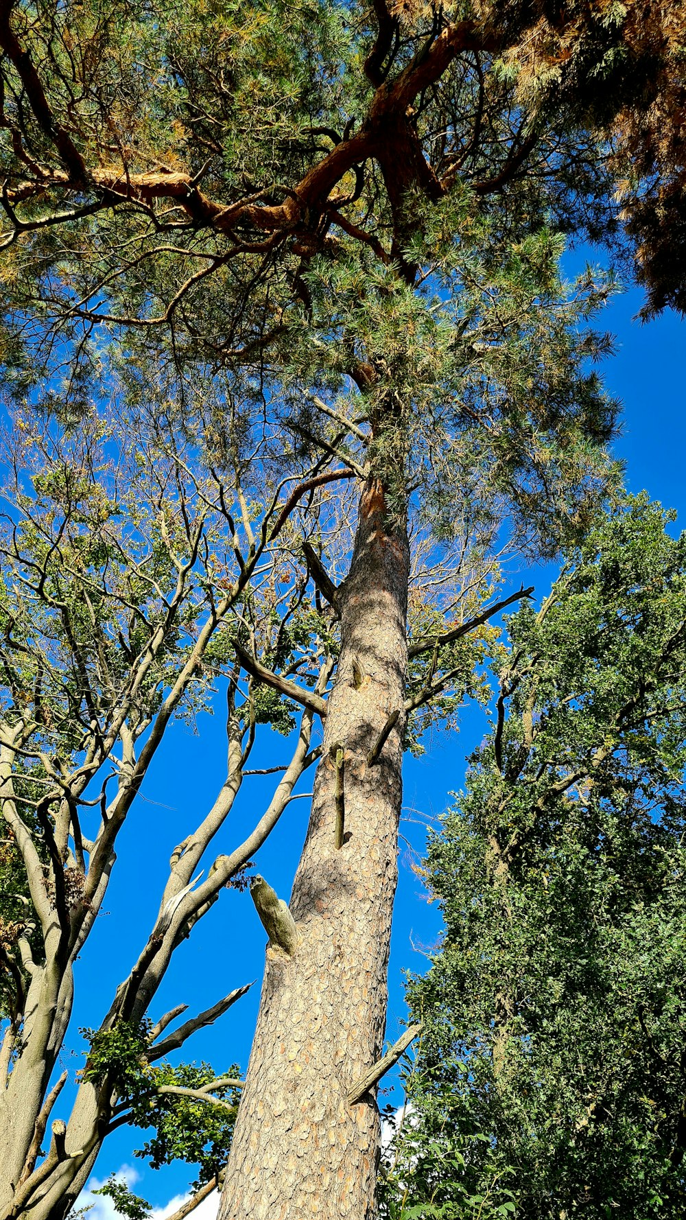 a tall tree with lots of green leaves