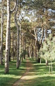 A sunlit forest trail lined with tall pine trees and a narrow dirt path.