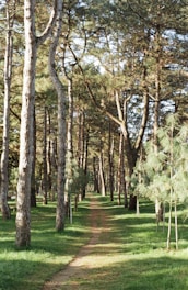 A winding forest trail dappled with sunlight filtering through tall pine trees.