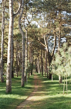 A winding forest trail dappled with sunlight filtering through tall pine trees.