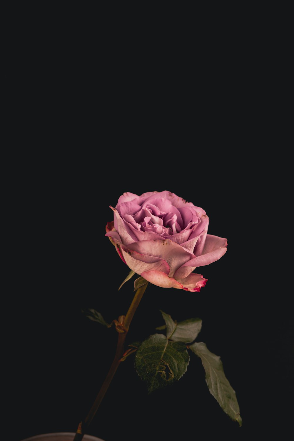 a single pink rose sitting in a vase