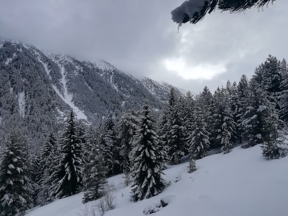 a snow covered mountain with trees in the foreground