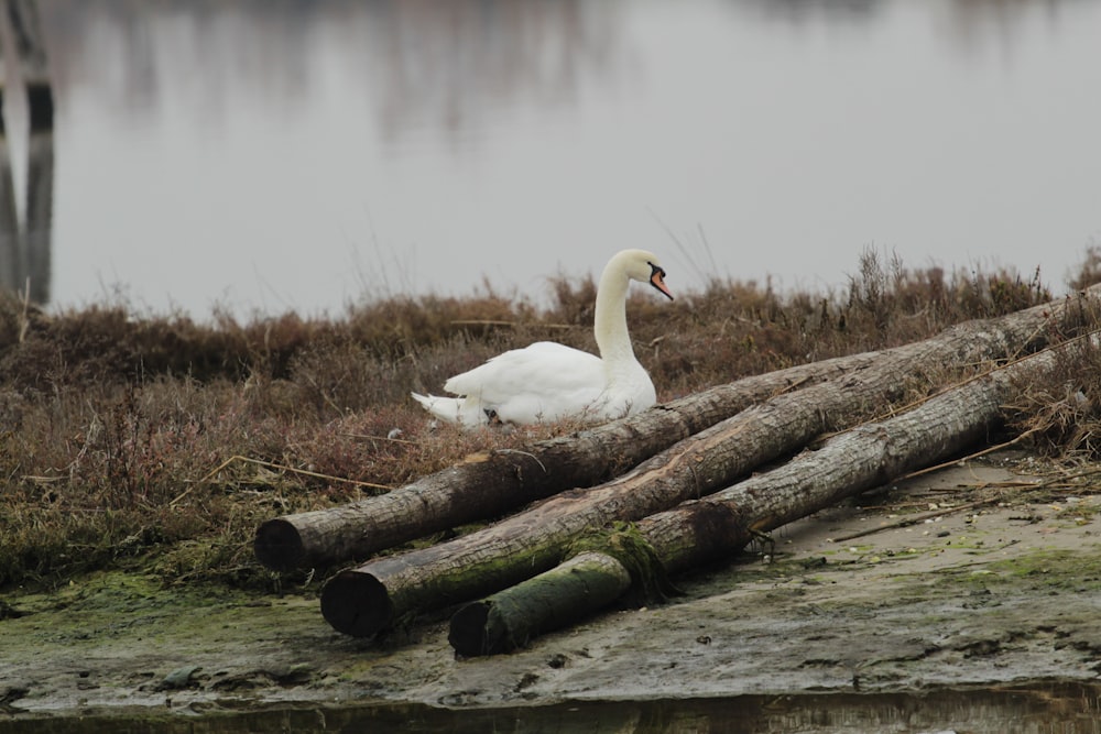 a white swan sitting on top of a pile of logs